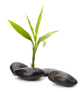Zen pebbles path. Spa and healthcare concept.